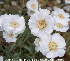 Achillea  clavennae