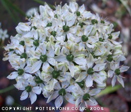 Allium nigrum 