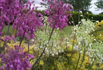 Allium carinatum var pulchellum 