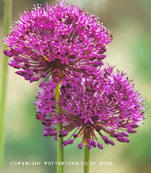 100 Allium collection