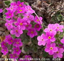 Androsace studiosorum 
