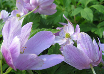 Anemone nemorosa 'Allenii' 