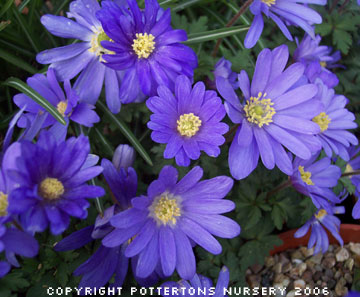 Anemone blanda 'Blue Shades'