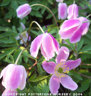 Anemone nemorosa 'Wisley Pink'