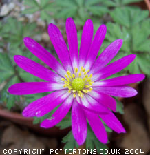 Anemone blanda 'Radar' 