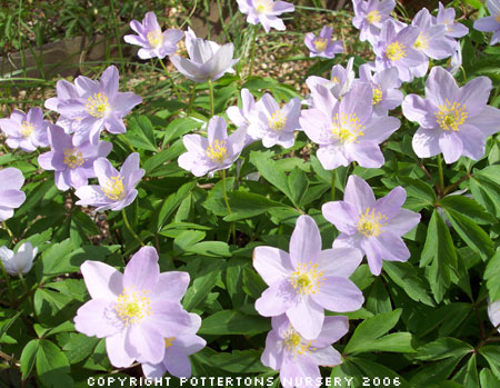 Anemone nemorosa 'Robinsoniana' 