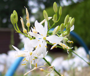 Anthericum ramosum