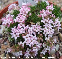 Asperula gussonei 