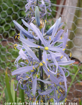 Camassia cusickii 