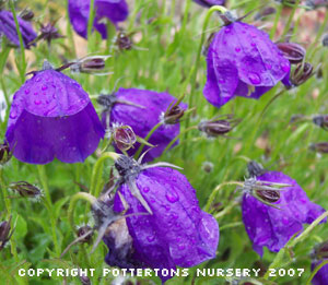 Campanula x pulloides 'G.F. Wilson' 