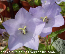 Campanula 'Norman Grove'