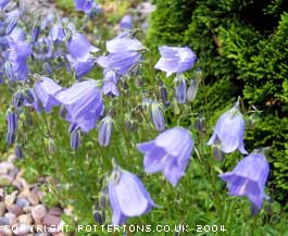 Campanula cochlearifolia 'Tubby' 