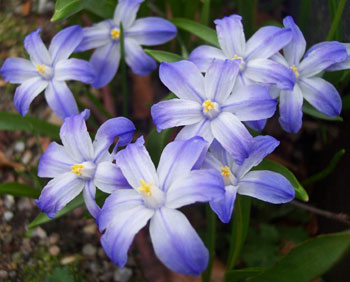 Chionodoxa 'Valentine Day'