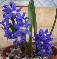 Chionodoxa sardensis 