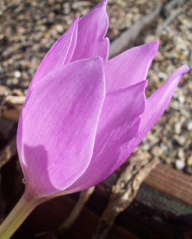 Colchicum Lilac Wonder