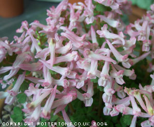 Corydalis solida 'Beth Evans' 