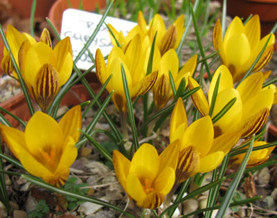 Crocus chrysanthus 'Fuscotinctus'