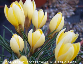 Crocus chrysanthus 'Romance' 