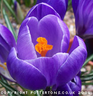 Crocus 'Remembrance' 