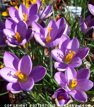 Crocus minimus 