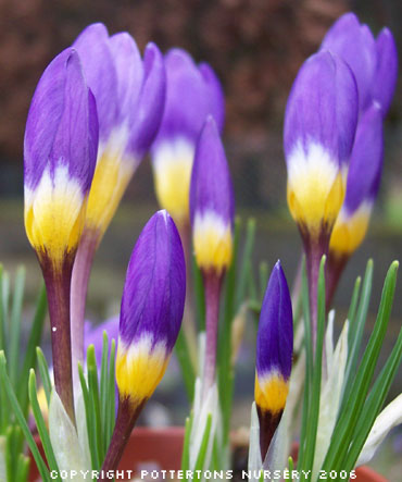 Crocus sieberi sublimis 'Tricolor' 