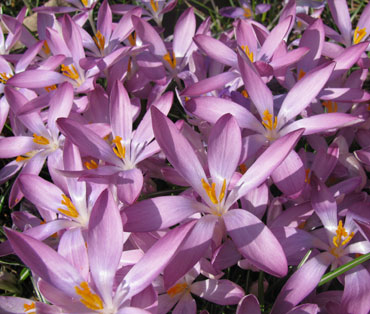 Crocus tommasinianus 'Roseus' 