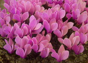 Cyclamen graecum