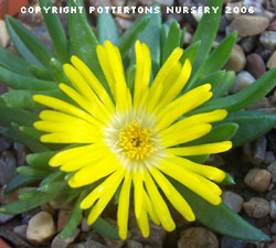 Delosperma congestum 