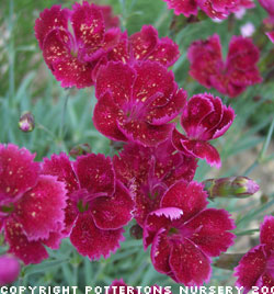 Dianthus 'Gold Dust' 