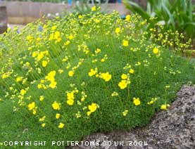 Draba rigida var bryoides compact