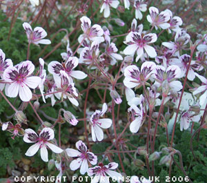 Erodium 'Katharine Joy'