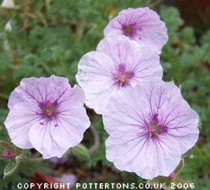 Erodium celtibericum