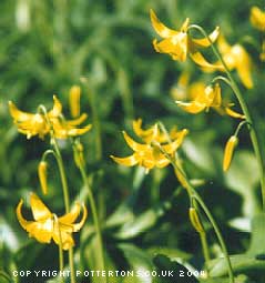 Erythronium tuolumnense