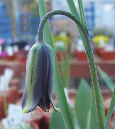 Fritillaria elwesii 