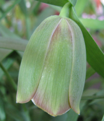 Fritillaria pontica 