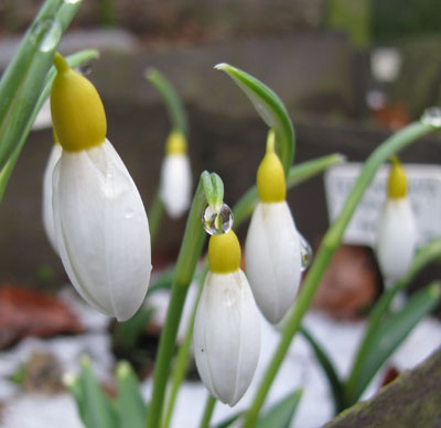 Galanthus 'Wendy's Gold' 