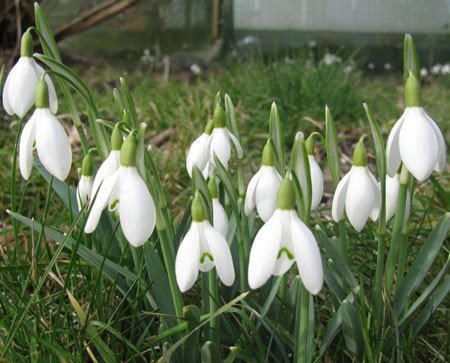 Galanthus nivalis 