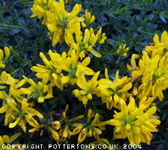 Genista tinctoria 'Humifusa' 