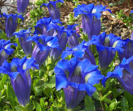 Gentiana acaulis 'Velkokvensis'