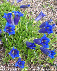 Gentiana acaulis 