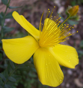 Hypericum olympicum 