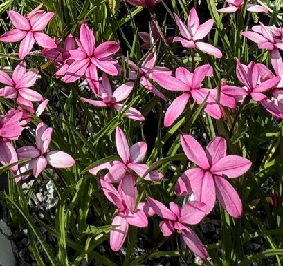 Rhodohypoxis milloides 'Pintado'