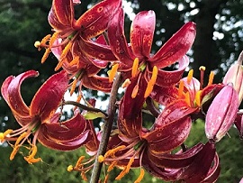 Lilium martagon 'Claude Shride'