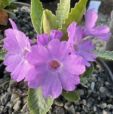 Primula marginata