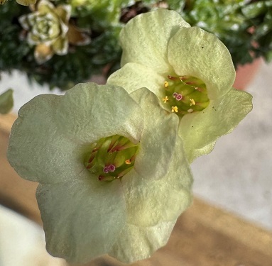 Saxifraga 'Allendale Harvest'