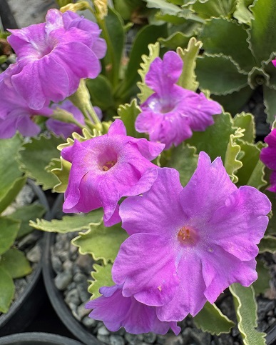 Primula x allionii BB80/20