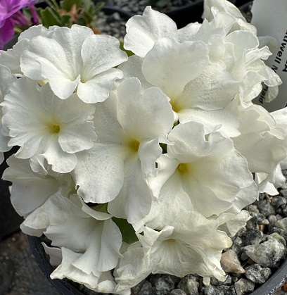 Primula 'Broadwell Milkmaid'
