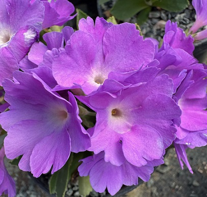 Primula 'Clarence Elliott'