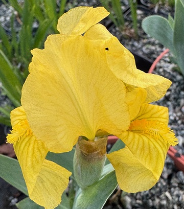 Iris pumila 'Baria'