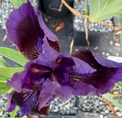 Iris 'Elvinhall'